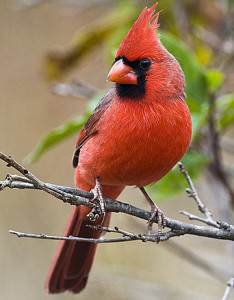 northern-cardinal-perched